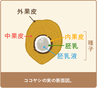 ココヤシの実の断面図。