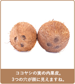 ココヤシの実の内果皮。３つの穴が顔に見えますね。