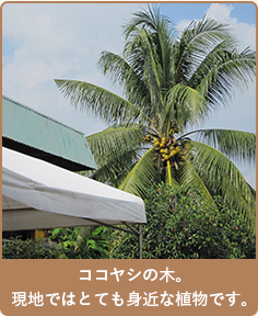 ココヤシの木。現地ではとても身近な植物です。