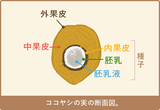 ココヤシの実の断面図。