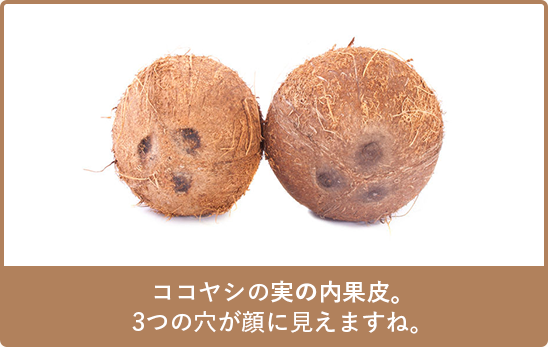 ココヤシの実の内果皮。3つの穴が顔に見えますね。