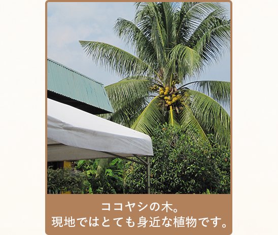 ココヤシの木。現地ではとても身近な植物です。