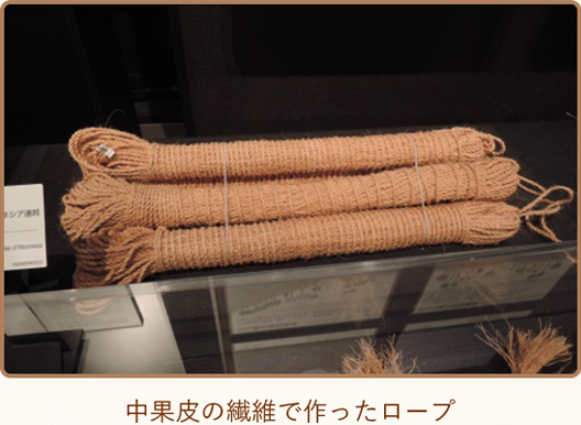 中果皮の繊維で作ったロープ