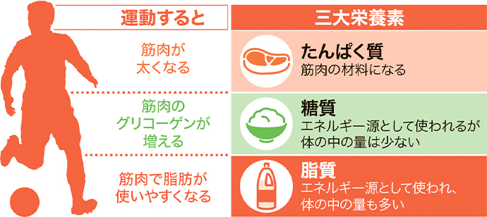 運動すると筋肉が太くなる、筋肉のグリコーゲンが増える、筋肉で脂肪が使いやすくなる 三大栄養素 [タンパク質]筋肉の材料になる [糖質]エネルギー源として使われるが体の中の量は少ない [脂質]エネルギー源として使われ、体の中の量も多い